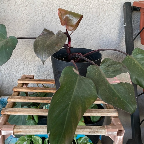 Philodendron Pink Princess Plant - Picture 6 of 9